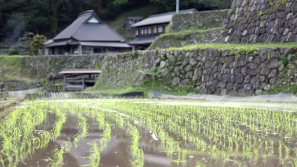 Enfócate Hileras Arroz Recién Plantado Aldea Tradicional Japonesa Imágenes Alta — Vídeos de Stock