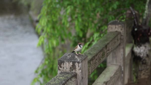 Sparrow Gard Lemn Uită Jur Înainte Zbura Într Ploioasă Râul — Videoclip de stoc