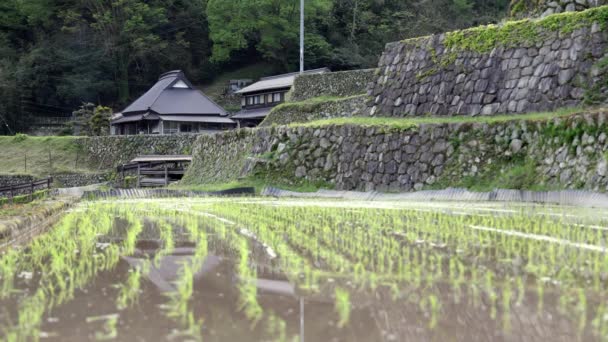在日本农村 一排排新种植的水稻被石墙和传统房屋所覆盖 高质量的4K镜头 — 图库视频影像