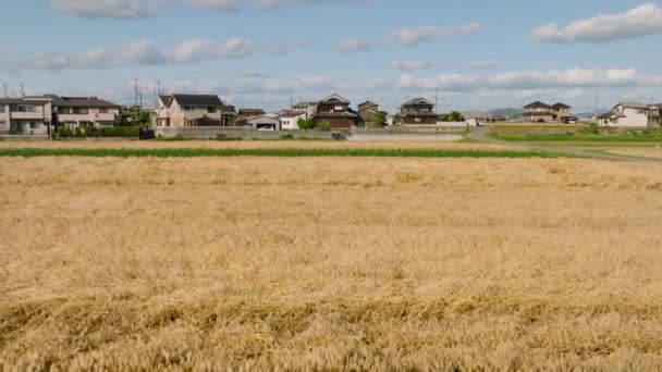 晴れた日には日本の農村部の家によって小さな農場で小麦畑の上に上昇 高品質4K映像 — ストック動画