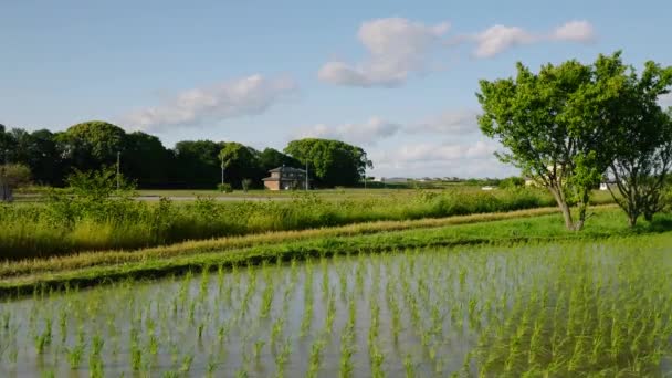 Sterke Wind Blaast Vers Geplante Rijst Overstroomd Veld Hoge Kwaliteit — Stockvideo