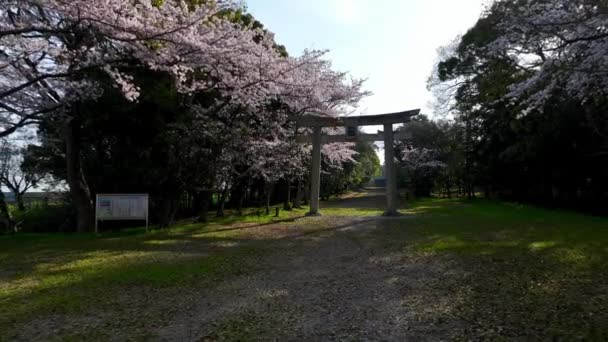 Verlassen Des Parks Mit Kirschblüten Voller Blüte Und Japanischem Torii — Stockvideo