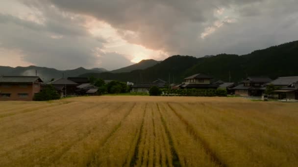 Gün Batımında Japonya Nın Kırsal Kesimlerinde Altın Tahıl Tarlaları Evler — Stok video