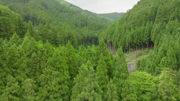 Stigande Över Skog För Att Avslöja Bäck Och Betong Behålla — Stockvideo