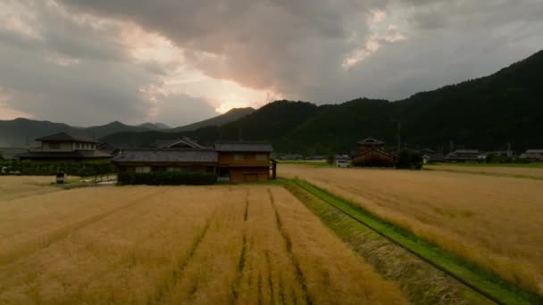 Sağdan Sola Altın Pirinç Günbatımında Geleneksel Japon Evleri Yüksek Kalite — Stok video