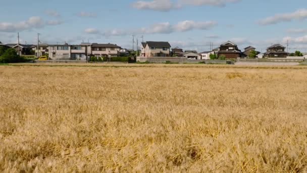 晴れた日には日本の近所の家によって黄金の麦畑 高品質4K映像 — ストック動画