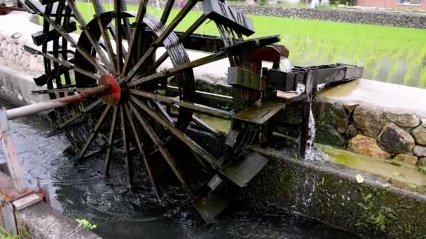 Historic Wooden Wheel Transports Water Rice Field Irrigation High Quality — Stock Video