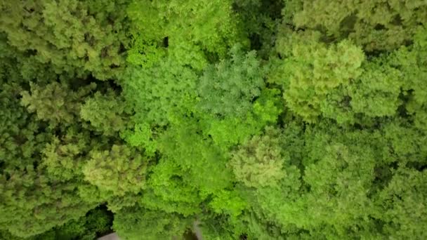 Κορυφή Προς Κάτω Κίνηση Από Πράσινα Δέντρα Στοιβαγμένα Κούτσουρα Στο — Αρχείο Βίντεο