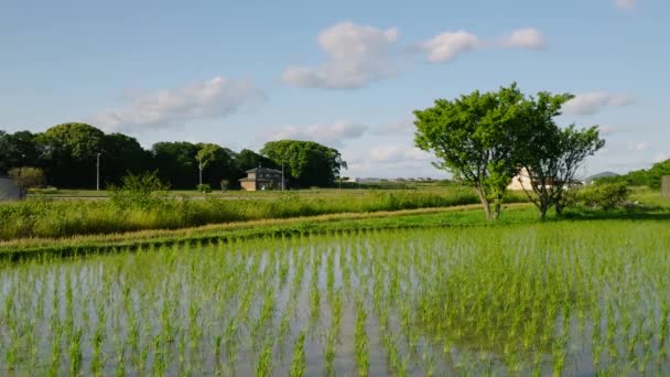 Řady Zelených Rýžových Výhonků Zaplaveném Poli Malé Farmě Větru Vysoce — Stock video