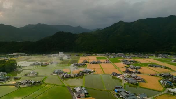 Zlatá Pšenice Zatopená Rýžová Pole Klidné Japonské Vesnici Při Západu — Stock video
