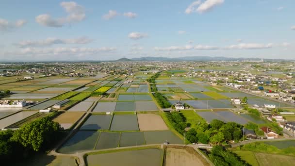 Kırsal Alanda Basmış Pirinç Tarlalarının Üzerinden Uçuyorlar Yüksek Kalite Görüntü — Stok video