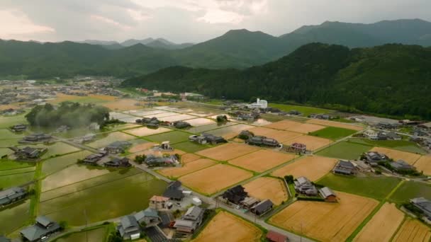 金色的小麦和乡村的房屋映衬在洪水泛滥的稻田里 高质量的4K镜头 — 图库视频影像