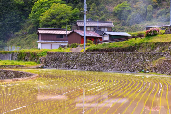 山村の伝統的な日本の農家による新鮮な稲の列 高品質の写真 — ストック写真