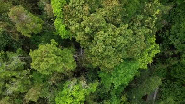Вид Сверху Воду Стекающую Бетонному Проливу Зеленом Лесу Высококачественные Кадры — стоковое видео