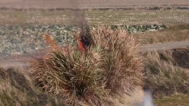 Çiftlikte Kontrollü Yanma Sırasında Yanan Çalılardan Alevler Duman Yükselir Yüksek — Stok video