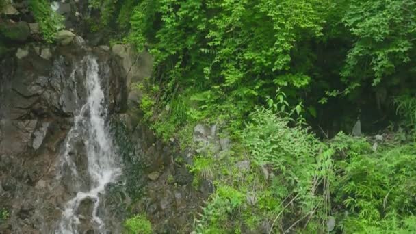 Yeşil Yaprakların Altındaki Küçük Şelale Ormandaki Eski Barakayı Ortaya Çıkarıyor — Stok video