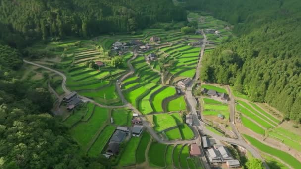 Langsame Bewegung Richtung Sonnenlicht Auf Terrassierten Reisfeldern Einem Ruhigen Dorf — Stockvideo