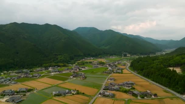 Repül Búza Rizs Mezők Felett Vidéki Japán Városban Hegyekről Hegyekre — Stock videók