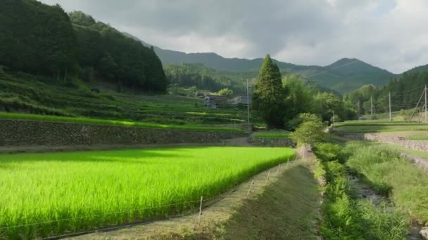 Slowly Moving Green Rice Field Sun Small River Mountains High — Stock Video