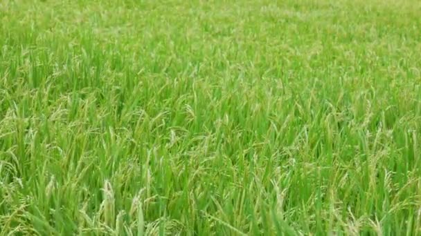 風の中でゆっくりと揺れている緑の夏の野原で成熟した米 高品質の4K映像 — ストック動画