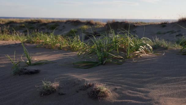 Herbe Déplace Par Vent Fort Sur Les Dunes Sable Milieu — Video