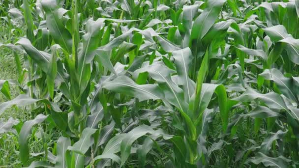 Liście Polu Kukurydzy Wieją Powoli Wietrze Letni Dzień Wysokiej Jakości — Wideo stockowe