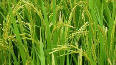 Pirinç tanelerini kapatın ve rüzgarda yavaşça sallanan yeşil otları. Yüksek kalite 4k görüntü