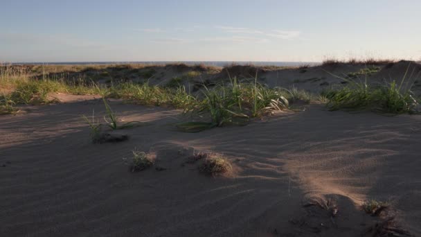 ウィンドスワプ砂丘と早朝の光で海岸に草を振る 高品質の4K映像 — ストック動画