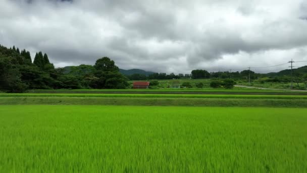 Bulutlu Bir Yaz Gününde Kır Arazisindeki Yeşil Pirinç Tarlalarını Geri — Stok video