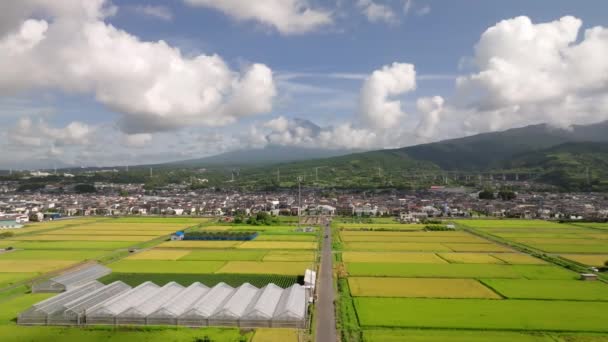 Grüne Und Gelbe Reisfelder Mit Weit Entfernten Bergen Fuji Spätsommer — Stockvideo