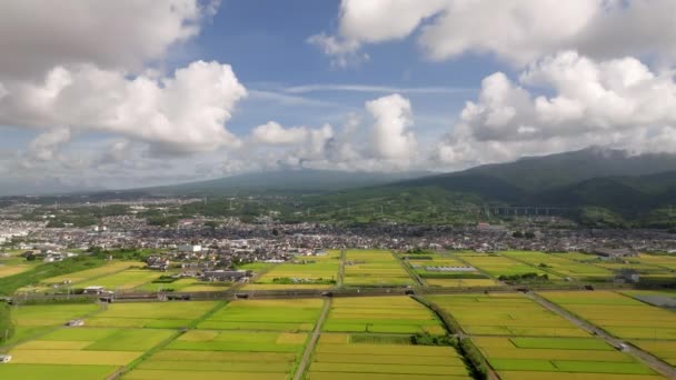 Veduta Aerea Campi Riso Fine Estate Con Lontano Fuji Tra — Video Stock
