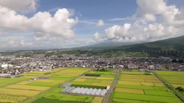 Vzdušné Stažení Zelených Žlutých Rýžových Polích Základnou Fuji Vysoce Kvalitní — Stock video