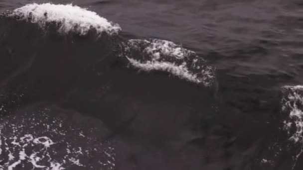 Белки Небольших Волнах Спокойных Морях Темной Воде Высококачественные Кадры — стоковое видео