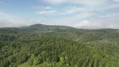 Japonya 'nın Hokkaido kentindeki Rebun Adası' nın dağlık yamacında el değmemiş orman arazisinden yükselen alçak sis. Yüksek kalite 4k görüntü