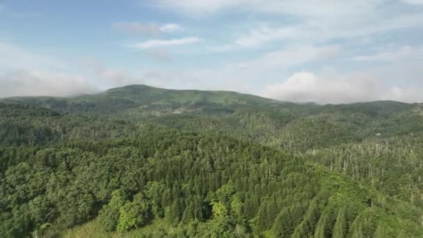 Rosnący Nad Dziewiczy Leśny Krajobraz Niski Mgła Pagórkowaty Grzbiet Ребун — Wideo stockowe