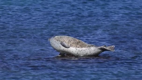 在平静的蓝色海岸海水中日光浴时 孤立的海豹在岩石上滑行 高质量的4K镜头 — 图库视频影像