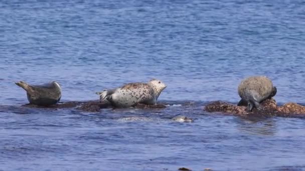 三个海豹休息厅和在海岸岩石上的日光浴 一个人看着相机 高质量的4K镜头 — 图库视频影像