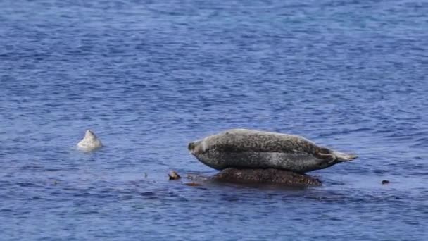 Robben Schwimmt Ruhigem Blauem Wasser Während Sich Ein Anderer Auf — Stockvideo