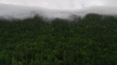 Alçak sise hava yaklaşımı yeşil dağdaki ağaçların tepelerinde sürükleniyor. Yüksek kalite 4k görüntü