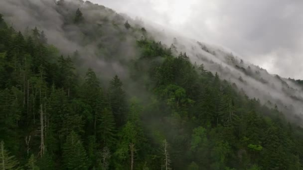 Létající Pozpátku Nad Stromy Zatímco Mlha Valí Dolů Kopce Oblačného — Stock video