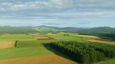 Yazın Hokkaido kırsalında ağaçların yanındaki yeşil ve sarı tarlaların havadan görünüşü. Yüksek kalite 4k görüntü