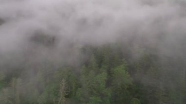 Sis ve sis yazın Hokkaido dağındaki yemyeşil ormanlardaki ağaçların üzerinde sürüklenir. Yüksek kalite 4k görüntü
