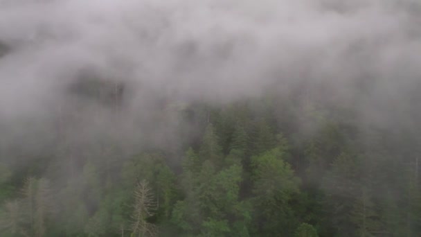 Nebel Und Nebel Ziehen Sommer Über Bäume Dichten Wald Auf — Stockvideo
