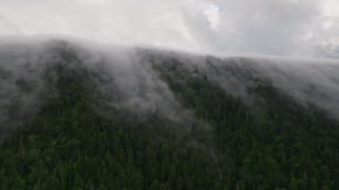 Sis ve alçak bulut bulutlar bulutlu bir günde dağın tepesinde ağaç tepelerinde yuvarlanıyor. Yüksek kalite 4k görüntü