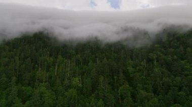 Japonya 'nın Hokkaido kentindeki dağdan süzülen sis örtüsü gibi ormandaki yemyeşil ağaçlar. Yüksek kalite 4k görüntü