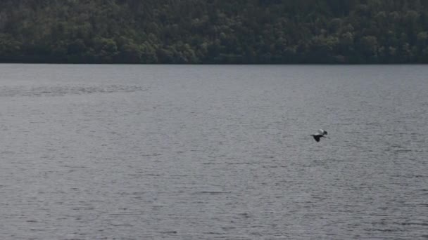 Garza Vuela Baja Superficie Del Lago Tranquilo Cámara Lenta Imágenes — Vídeo de stock