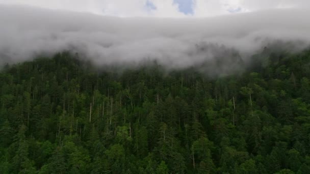 Světle Zelené Stromy Lese Jako Mlha Pokrývka Valí Dolů Hory — Stock video