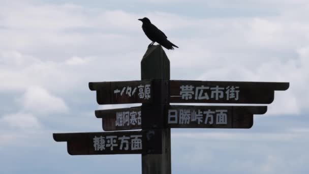 Silhouette Schwarze Krähe Sitzt Auf Einem Japanischen Holzschild Hochwertiges Filmmaterial — Stockvideo