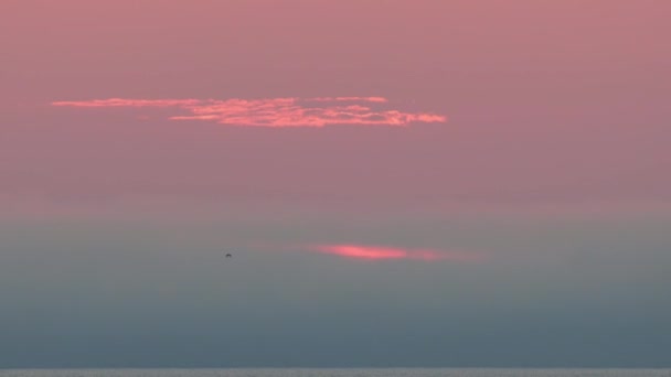 Las Aves Vuelan Con Distante Rosa Azul Antes Del Amanecer — Vídeo de stock