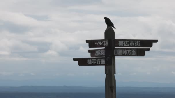 Corvo Nero Appollaiato Cartello Legno Nel Paesaggio Hokkaido Filmati Alta — Video Stock